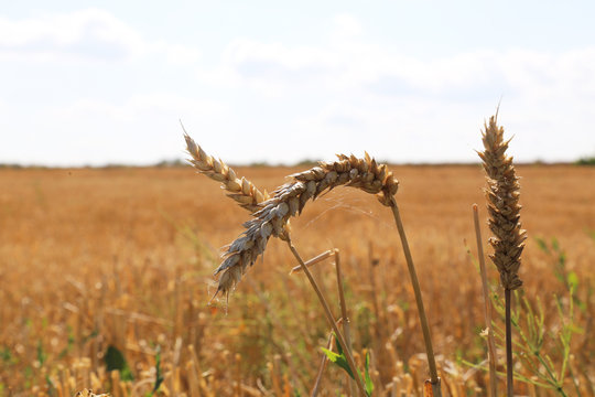 wheat  harvest  season 