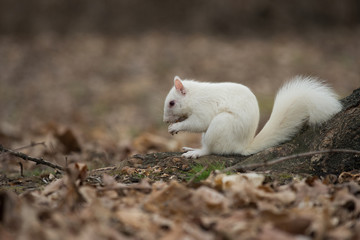 White squirrel in Olney City Park