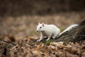 White squirrel in Olney City Park