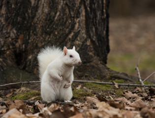 White squirrel in Olney City Park