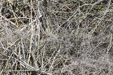 Background from dry grass and twigs