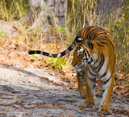 Wild tiger in the jungle. India. Bandhavgarh National Park. Madhya Pradesh. An excellent illustration.