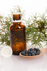 Branch of conifers junipers, wooden spoon ful of blue berries an