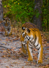 Wild tiger in the jungle. India. Bandhavgarh National Park. Madhya Pradesh. An excellent illustration.