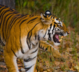 Wild tiger in the jungle. India. Bandhavgarh National Park. Madhya Pradesh. An excellent illustration.