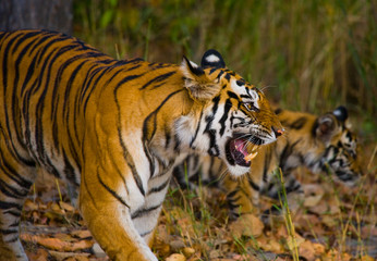 Wild tiger in the jungle. India. Bandhavgarh National Park. Madhya Pradesh. An excellent illustration.