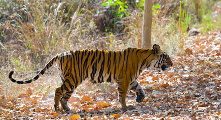 Wild tiger in the jungle. India. Bandhavgarh National Park. Madhya Pradesh. An excellent illustration.