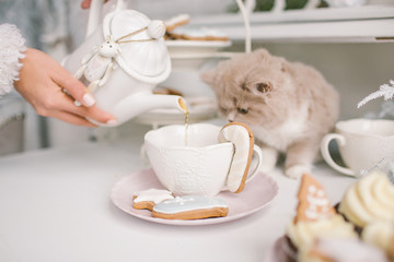 Nice selkirk rex cat looking into tea cup on table