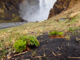 Island, Skógafoss im Hintergrund, im Vordergrund hervor gehoben eine kleine grüne Pflanze