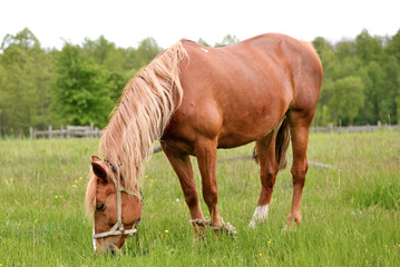Young horse grazing in the meadow /Young horse grazing in the meadow near forest on the farmland