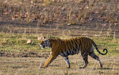 Wild tiger walking along the road in the jungle. India. Bandhavgarh National Park. Madhya Pradesh. An excellent illustration.