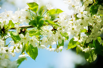 Kirschbaumzweig mit Blüten