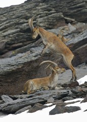Cabra Montes en el PN de Sierra Nevada (Spain)