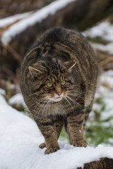 Scottish Wildcat on Tree Branch Covered in Snow.