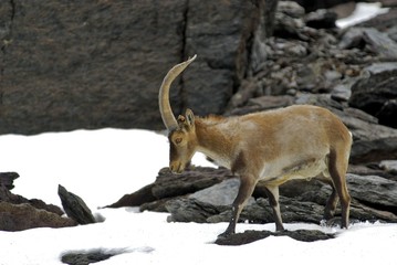 Cabra Montes en el PN de Sierra Nevada (Spain)