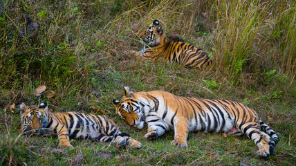 Two wild tigers are lying on grass. India. Bandhavgarh National Park. Madhya Pradesh. An excellent illustration.
