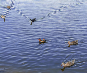 Different species of waterfowl birds, including ducks, Mandarin duck and geese, floating on the blue water