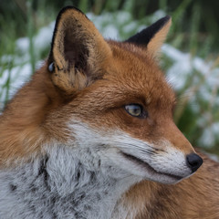 Red Fox in Snow