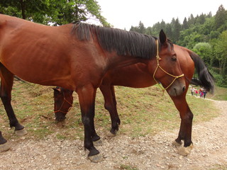 Fototapeta premium Лошадь, пасущаяся на поляне летним днем