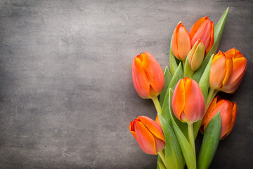 Tulips, orange on the grey  background. - Powered by Adobe