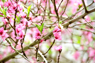 Pfirsichbaum in Blüte