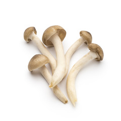 Mushroom on the isolated background.