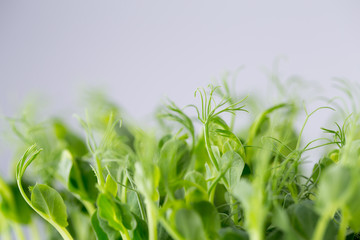 Organic pea sprouts in white backround.