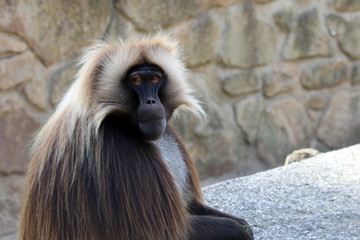 Gelada male monkey