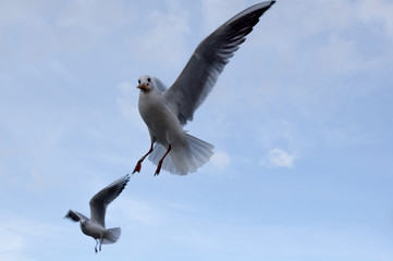 Flying seagulls waiting to be fed