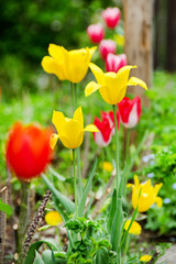 gelbe und rote Tulpen im Frühling