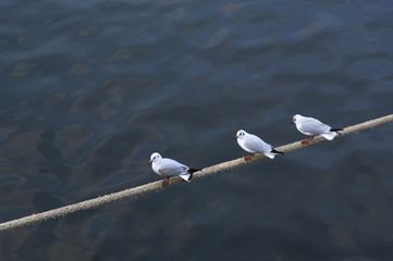 Seagulls standing in a row on a rope above water