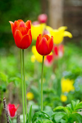 rote und gelbe Tulpen im Beet