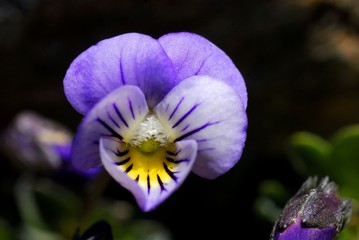 Violeta de Sierra Nevada (Granada, Spain)
