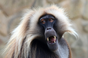 Gelada male monkey - Powered by Adobe