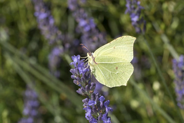 common brimstone
