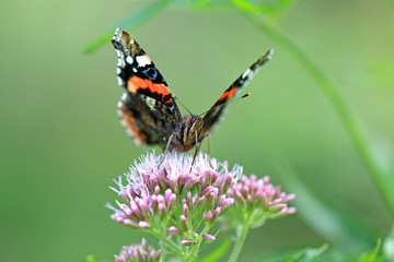 Vanessa atalanta