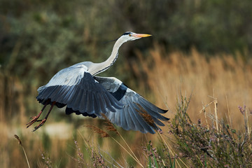 Grey heron in flight