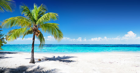 Scenic Coral Beach With Palm Tree
 - obrazy, fototapety, plakaty