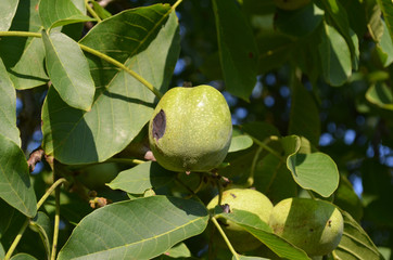 Green nuts on an exotic tree