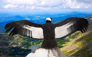 Andean condor  in wildness area