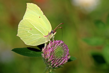 common brimstone