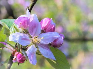 Apfelbaum Bl&uuml;ten