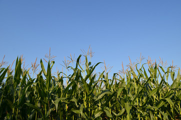 Obraz premium Corn plants in a corn field against blue sky