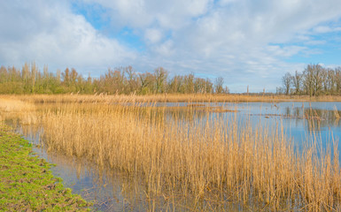 Shore of a lake in sunlight in winter