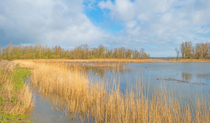 Fototapeta na wymiar Shore of a lake in sunlight in winter