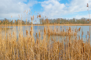 Shore of a lake in sunlight in winter