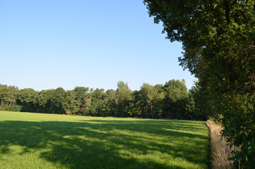Green fresh meadow end forest edge in rural Flanders