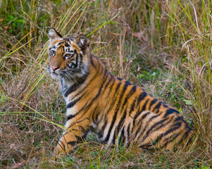 The cub wild tiger on the grass. India. Bandhavgarh National Park. Madhya Pradesh. An excellent illustration.