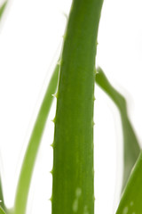 Green fresh aloe vera leafs of a growing aloe vera plant isolate