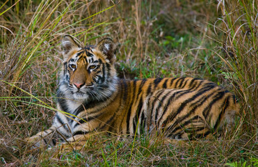 The cub wild tiger lying on the grass. India. Bandhavgarh National Park. Madhya Pradesh. An excellent illustration.